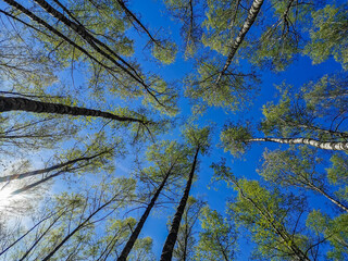 tree branches against the sky