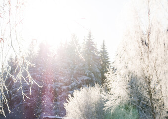Winter forest on a frosty day, trees covered with snow