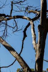 tree in the winter