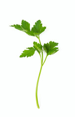twig of parsley isolated on white background - 476404562
