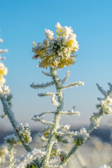 Rapeseed plants with hoarfrost