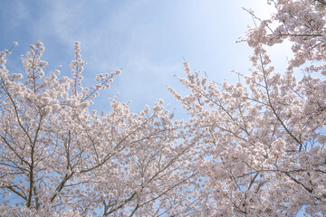 Pink cherry blossoms in full bloom in spring