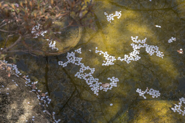 Cherry blossom petals are floating in the pond