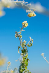 Rapeseed plants with hoarfrost