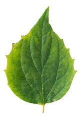 Green leaf isolated