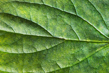 Green leaf texture