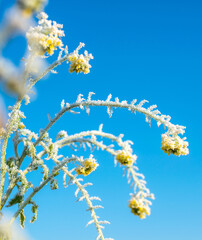 Rapeseed plants with hoarfrost