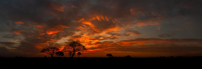 Deurstickers Donkerrood Panorama silhouet boom in Afrika met zonsondergang. Boom afgetekend tegen een ondergaande zon. Donkere boom op open veld dramatische zonsopgang. Typische Afrikaanse zonsondergang met acaciabomen in Masai Mara, Kenia