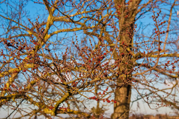 Winter is ending and spring is coming and bare tree red buds are beginning to open up as natural...