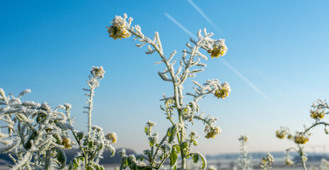 Rapeseed plants with hoarfrost