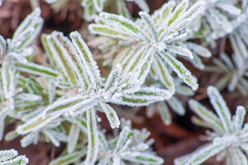 Winter lavender, a clipped bush covered with hoarfrost. Popular varieties of garden plants