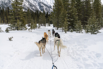 Dog sledding with huskies