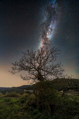 Fototapeta na wymiar Via Láctea y árbol