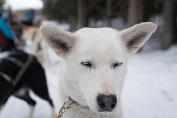 Dog sledding with huskies