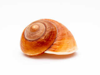 seashell sea on a white background. Seashell isolated on white background.
