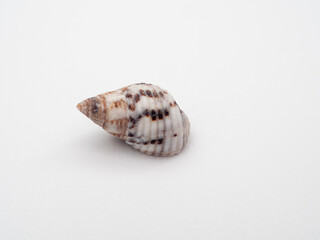 seashell sea on a white background. Seashell isolated on white background.