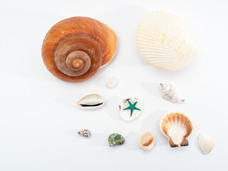 collection of seashells on white background. Isolated on white background sea rockets.