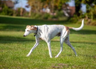 Obraz na płótnie Canvas Pet Greyhound out for a walk
