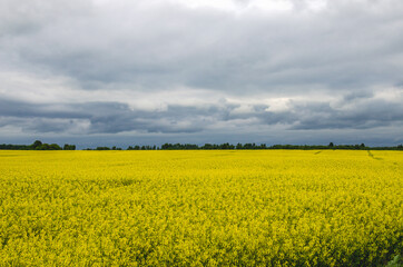 Obraz premium Yellow rapeseed field and rain clouds over the field. Growing rapeseed for soap production
