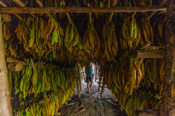 Tobacco leaves drying in the shed.