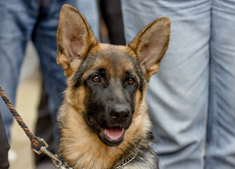 Portrait of a Beautiful German Shepherd Dog with an expressive look.