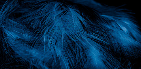 black and blue feathers with visible details. background or textura