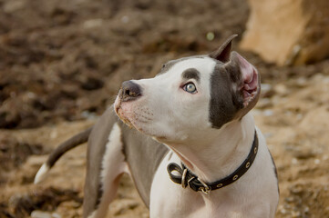 Adorable American Staffordshire Terrier puppy on a clear day.