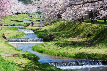 観音寺川の桜並木。猪苗代、福島、日本。４月下旬。