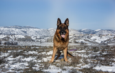 Big Dog of Breed German Shepherd on the background of mountains.