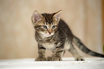 cute curious brown tabby kitten