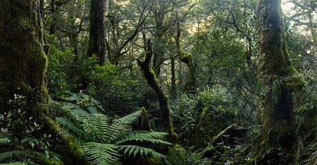 Beautiful New Zealand Forest in Fiordland, South Island. Nature - obrazy, fototapety, plakaty