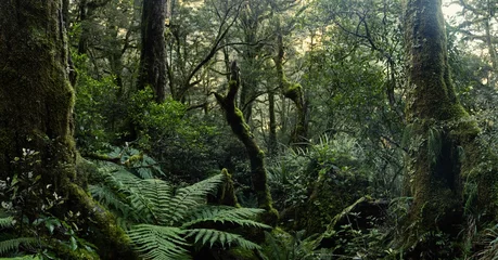 Raamstickers Beautiful New Zealand Forest in Fiordland, South Island. Nature © New Zealand