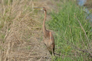 ムラサキサギ幼鳥