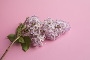 branch of lilac on a pink background. background, postcard