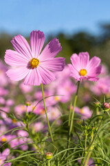Obraz premium Pink cosmos flowers in the garden