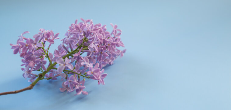 branch of lilac on a blue background. background, banner