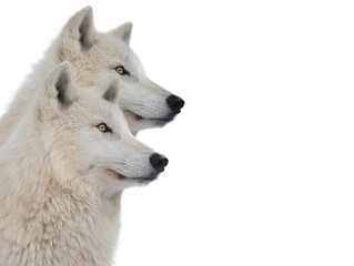 portraits of polar wolves isolated on white background