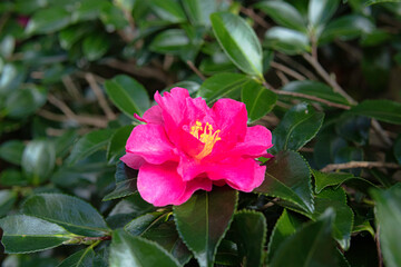 Fototapeta premium 赤い椿の花