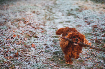 A brown Cavalier King Charles Spaniel dog brings a big stick to his master on a frozen meadow