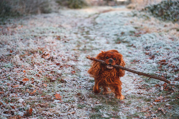 A brown Cavalier King Charles Spaniel dog brings a big stick to his master on a frozen meadow