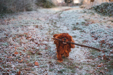 A brown Cavalier King Charles Spaniel dog brings a big stick to his master on a frozen meadow