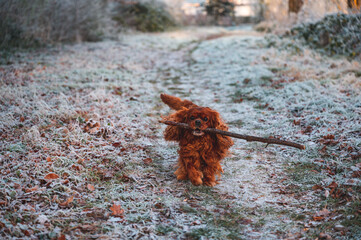A brown Cavalier King Charles Spaniel dog brings a big stick to his master on a frozen meadow