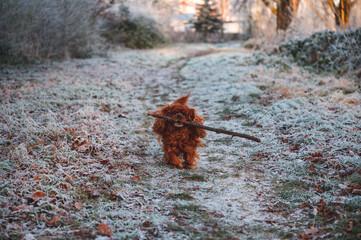 A brown Cavalier King Charles Spaniel dog brings a big stick to his master on a frozen meadow