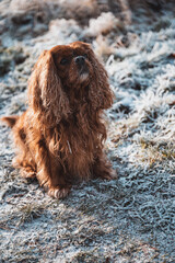 Portrait of a Cavalier Child Charles Spaniel Dog on a Frozen Meadow