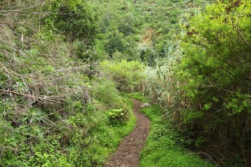 Fototapeta na wymiar Laurel forest of Gran Canaria