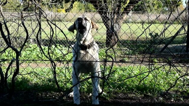Shelter for stray dogs. Homeless dogs in enclosures. The dog barks behind bars