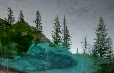 morning in the forest