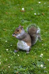 squirrel eating grape