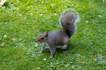 squirrel on the grass