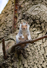 Squirrel in a tree